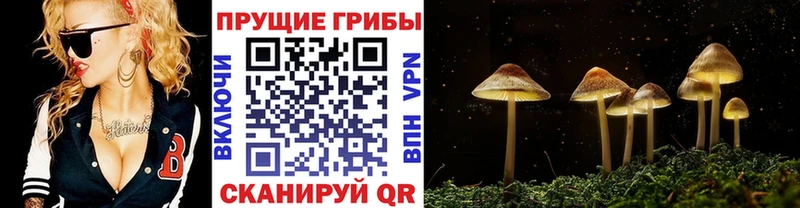 наркотики  Приволжск  Псилоцибиновые грибы Psilocybine cubensis 